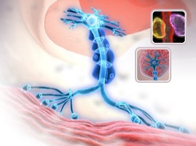 troubles neurologiques de l'incontinence urinaire
